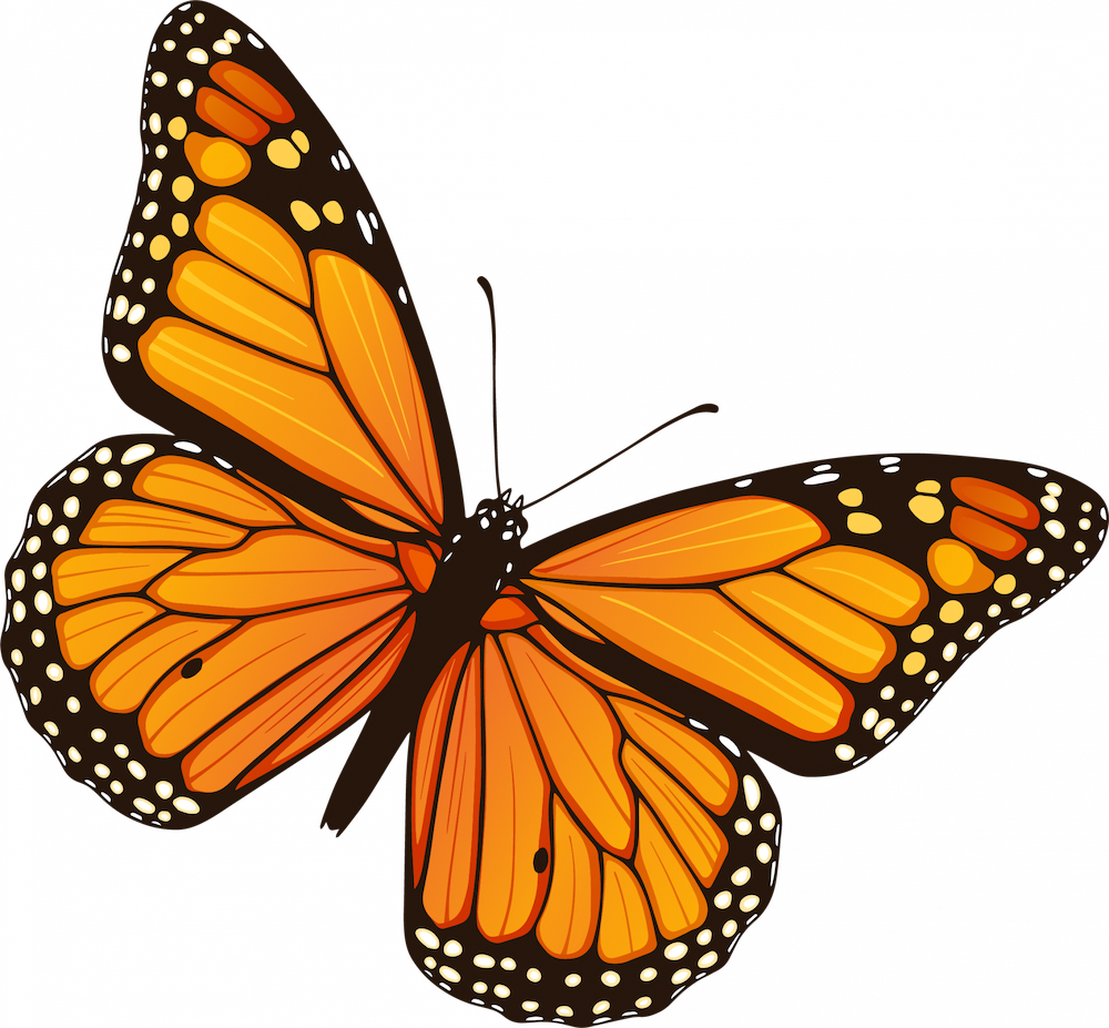 monarch butterfly